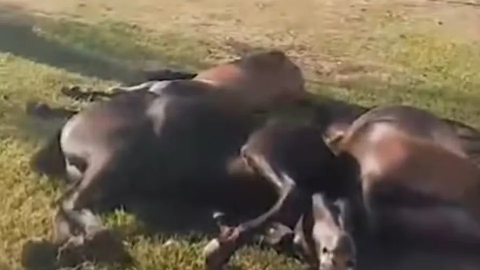 Cavalos sacrificados em praça pública no Rio chocam moradores