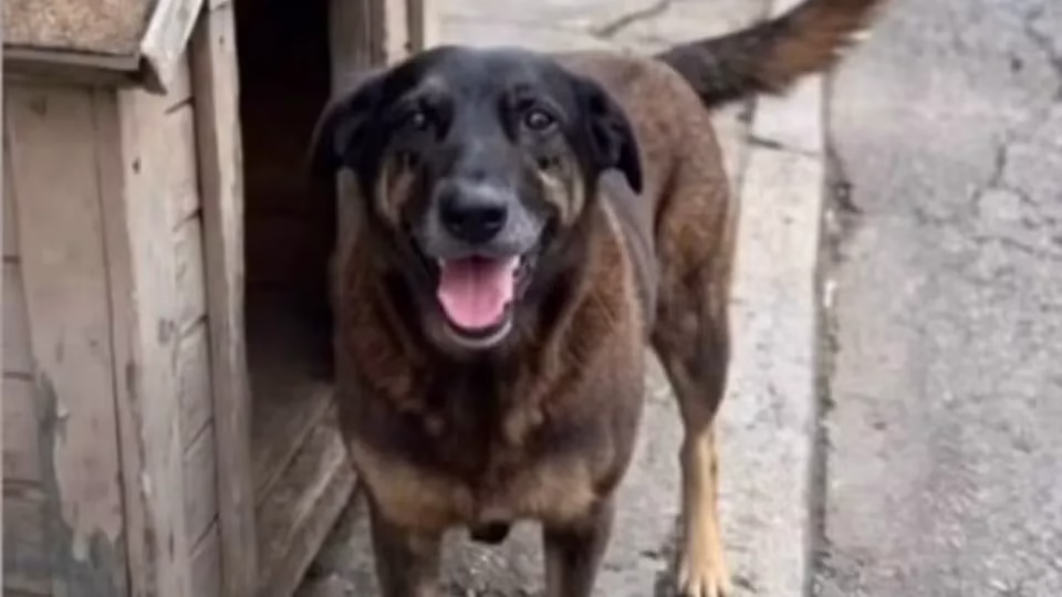Justiça ordena que redes excluam informações sobre adolescentes suspeitos de matar cão Orelha