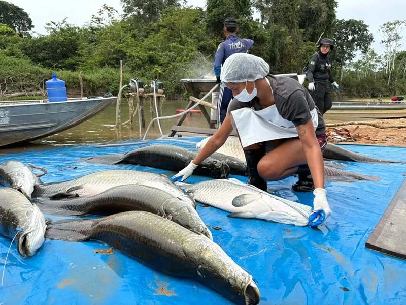 Manejo do pirarucu invasor na Resex Rio Cautário captura 361 exemplares e garante renda para comunitários