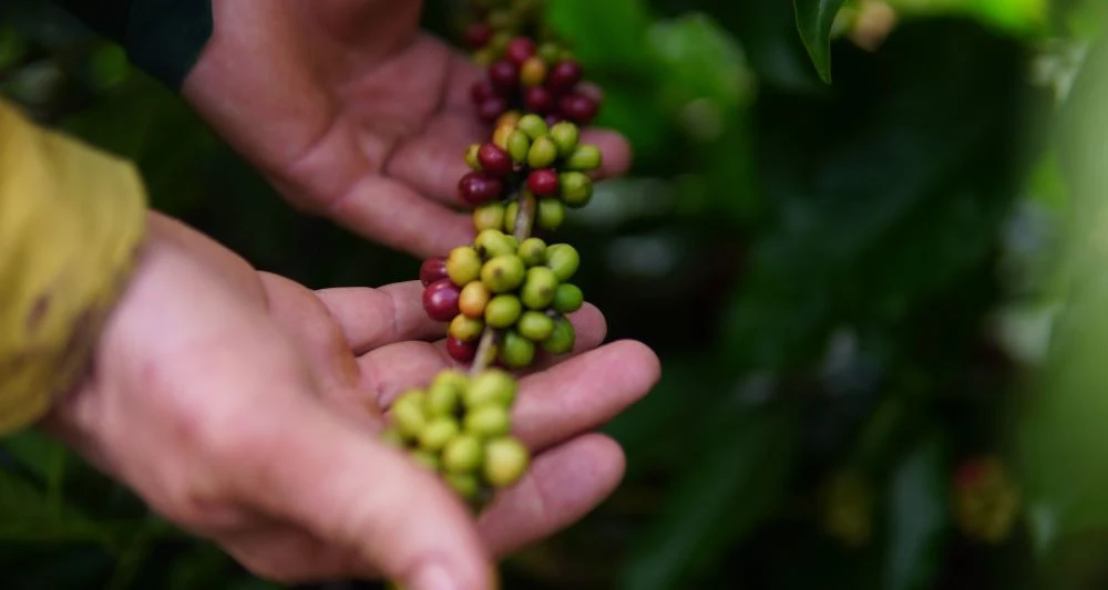 Cláudia de Jesus destina R$ 180 mil para fortalecer a cafeicultura em Vale do Anari