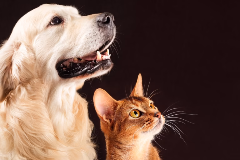 Férias escolares exigem atenção redobrada: saiba como proteger a saúde e o bem-estar dos pets